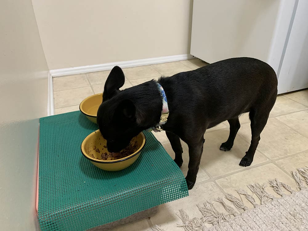 Chihuahua-Terrier mix eating