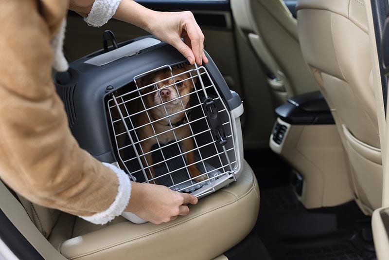 Chihuahua in pet carrier in a car