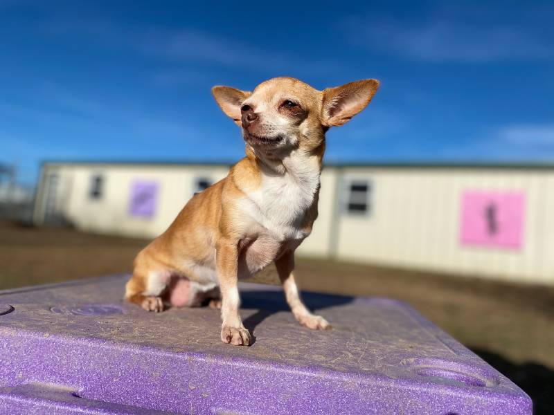 Chihuahua sitting on a pause table