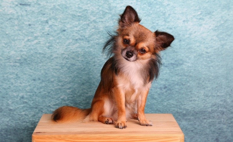 Chihuahua sitting on wooden table