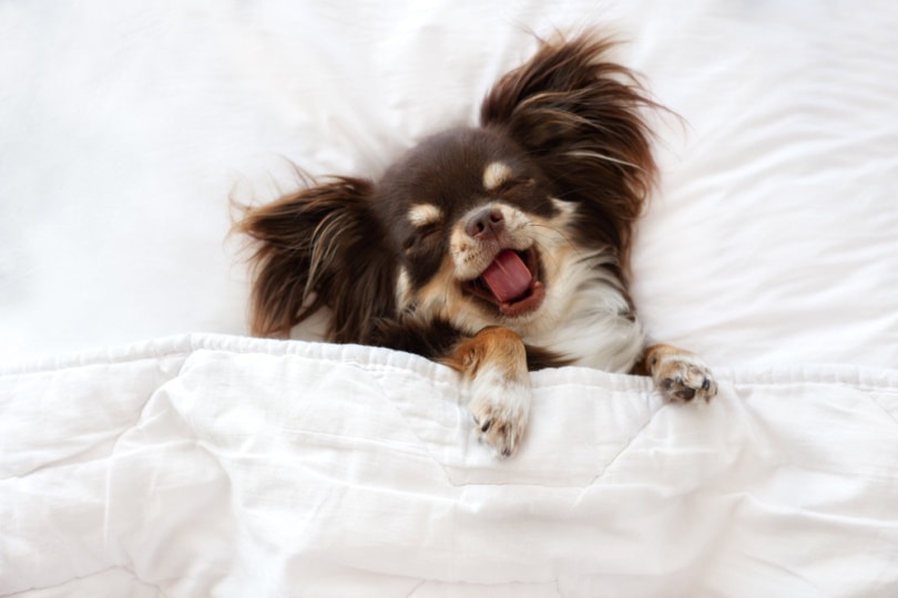 Chihuahua sleeping in bed_otsphoto_Shutterstock
