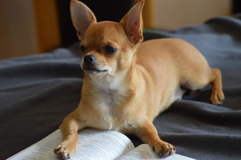 Chihuahua with a book