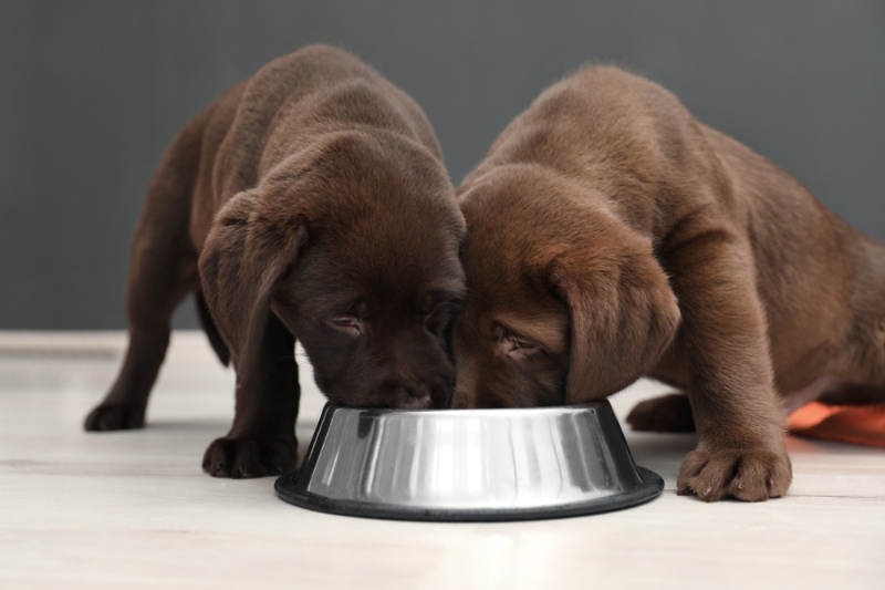 Chocolate Labrador Retriever puppies eating food from bowl