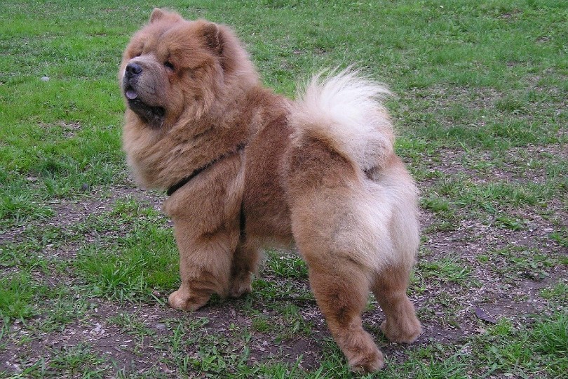 Chow Chow standing outdoor