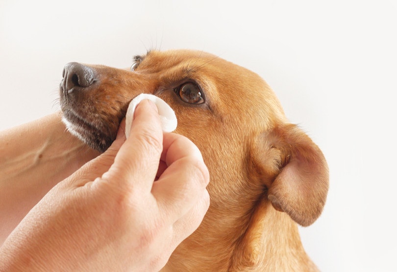 Cleaning Dog Eyes