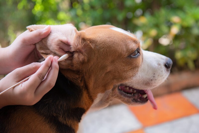 Cleaning beagle dog ear
