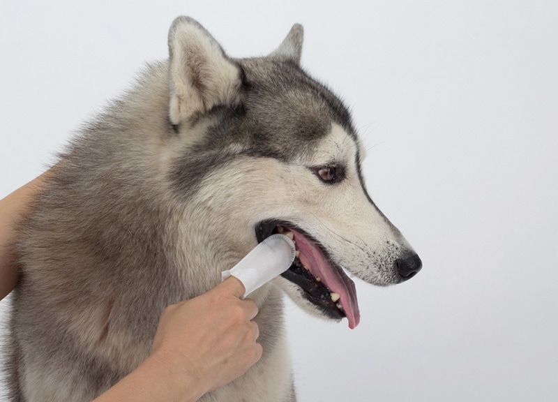 Limpando o dente do cachorro com lenços dentais