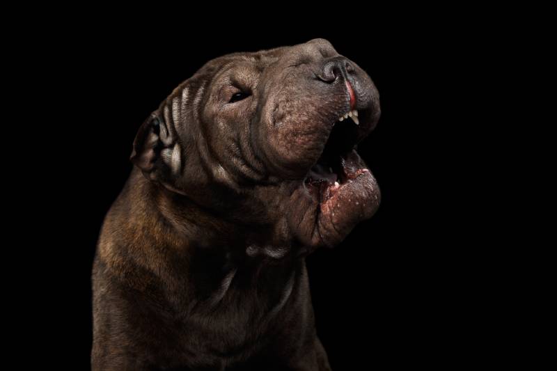 Close-up Portrait of Barking Sharpei Dog