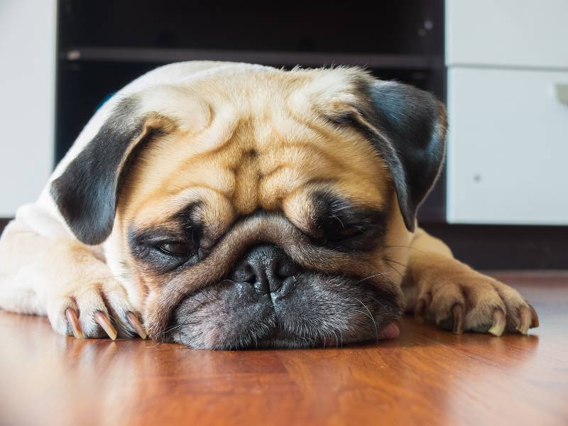 Close-up face of Cute pug puppy dog rest by chin and tongue lay down on laminate floor