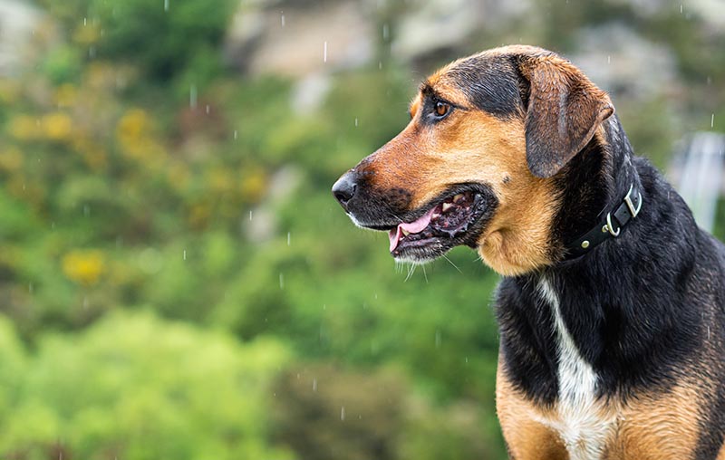 Close up of Dog in Rain