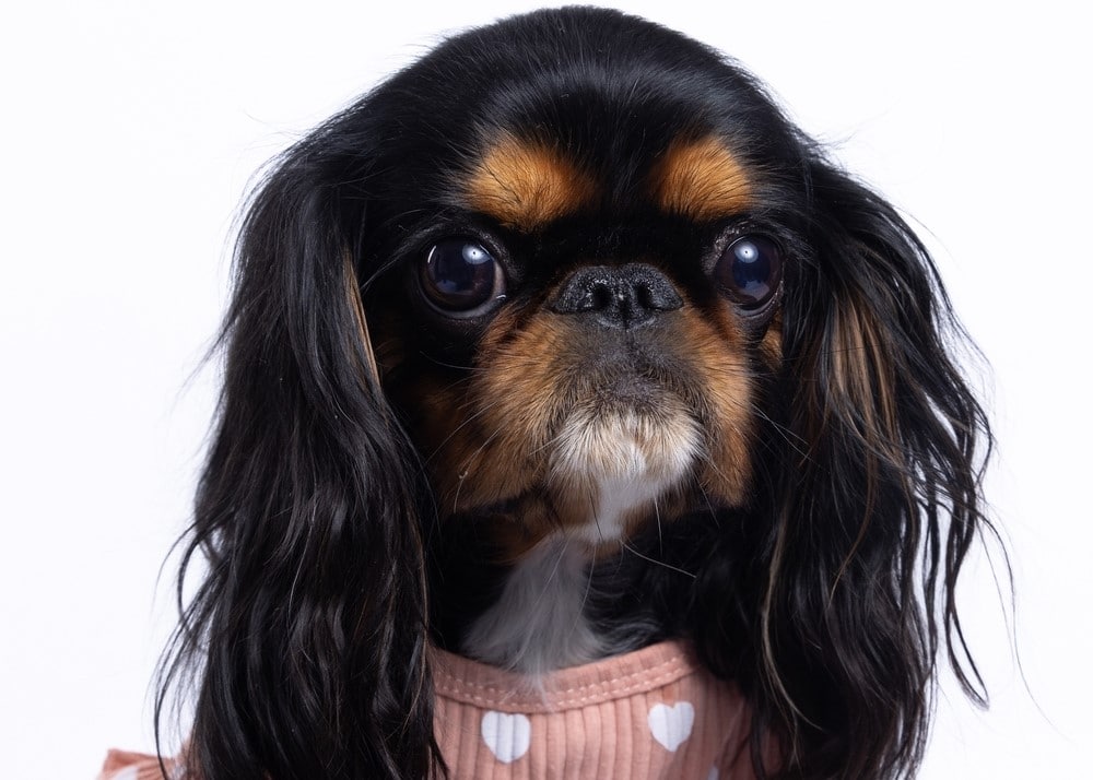 Close up of a King Charles Spaniel