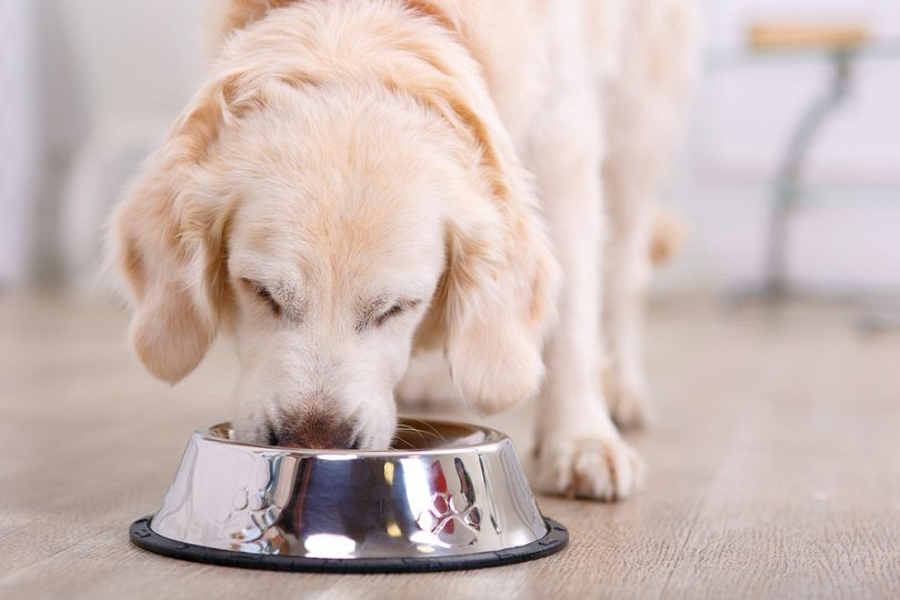 Close up of beautiful dog eating from the bowl