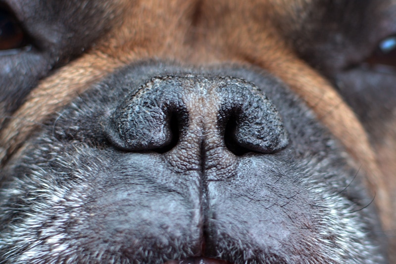 Close up of brachycephalic dog nose with nostrils of a French Bulldog