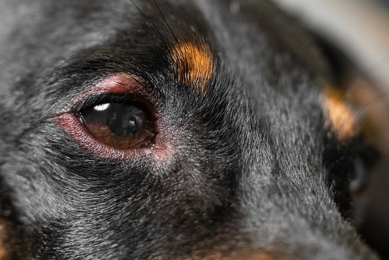 Close up of redness and bump in the eye of a dog. conjunctivitis eyes of dog