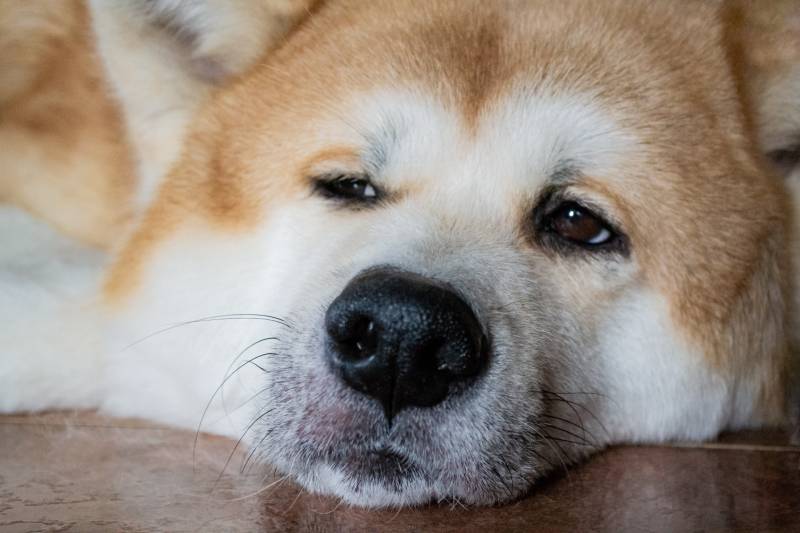 Close-up of the muzzle of a large dog Akita Inu dog