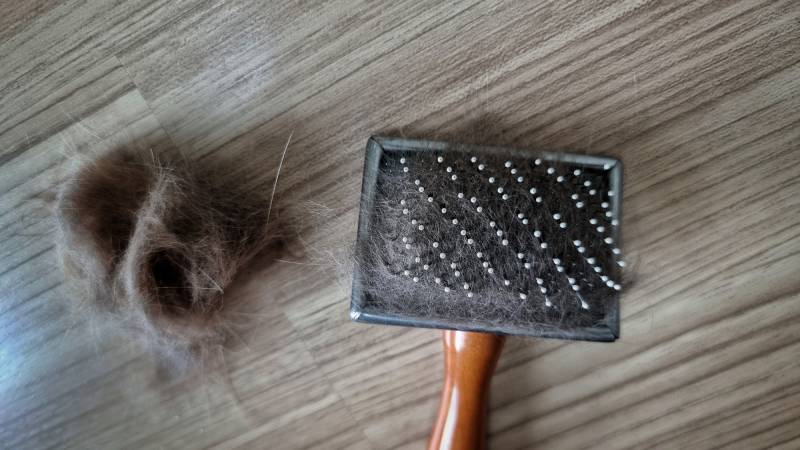 Close up pet hair brush with pet fur clump