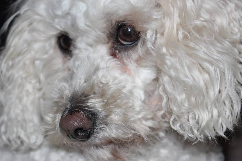 Close up portrait of a white cockapoo dog shyly looking away from the camera