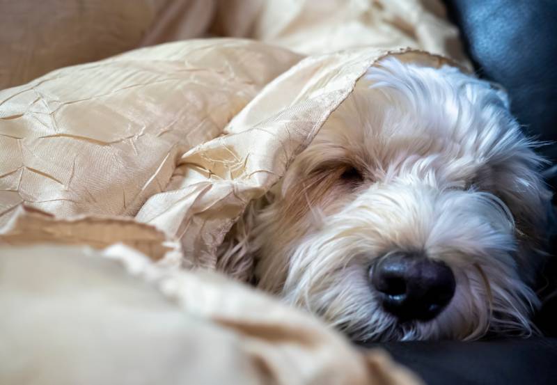 Close-up view of a sleeping white cockapoo dog