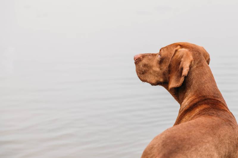 Closeup of a beautiful red dog standing in the water and looking into the distance
