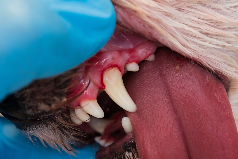 Closeup of a dogs mouth with periodontitis