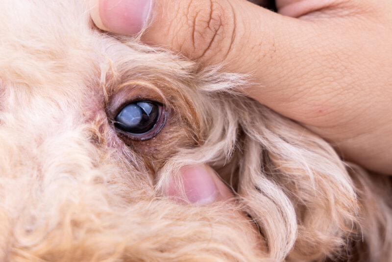 Closeup on hand embracing pedigree poodle dog with cataract problem on his eye