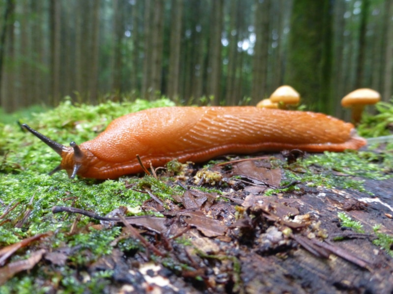 Closeup photo of a slug in the woods