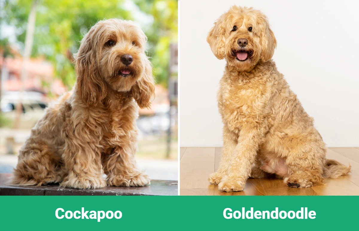 Cockapoo vs Goldendoodle - Visual Differences