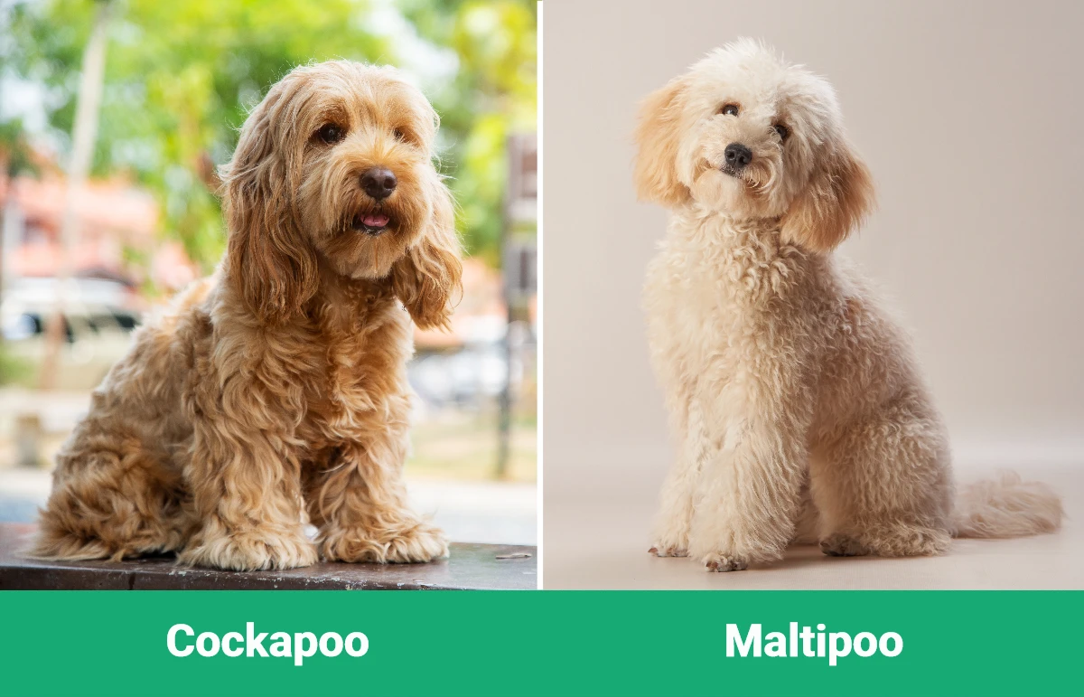 Cockapoo vs Maltipoo - Visual Differences