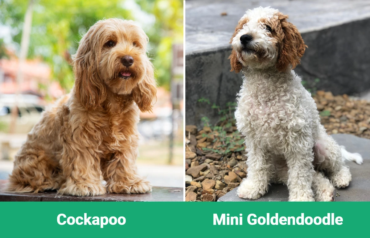 Cockapoo vs Mini Goldendoodle - Visual Differences