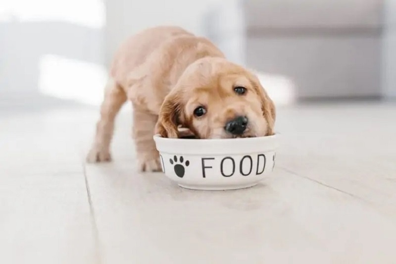 A Cocker Spaniel puppy eating dog food