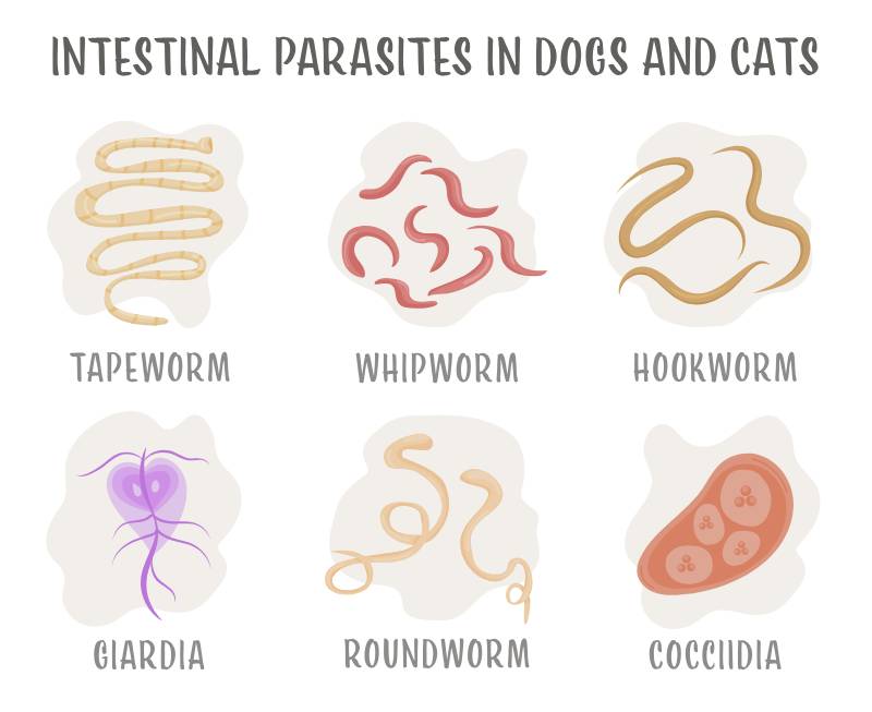 Common internal parasites in dog and cats Roundworms, hookworms, tapeworms infographics
