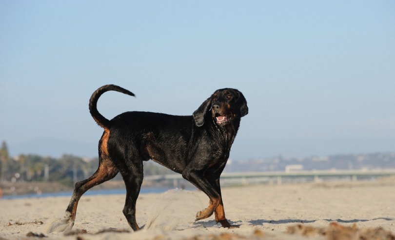 Coonhound dog at beach walking