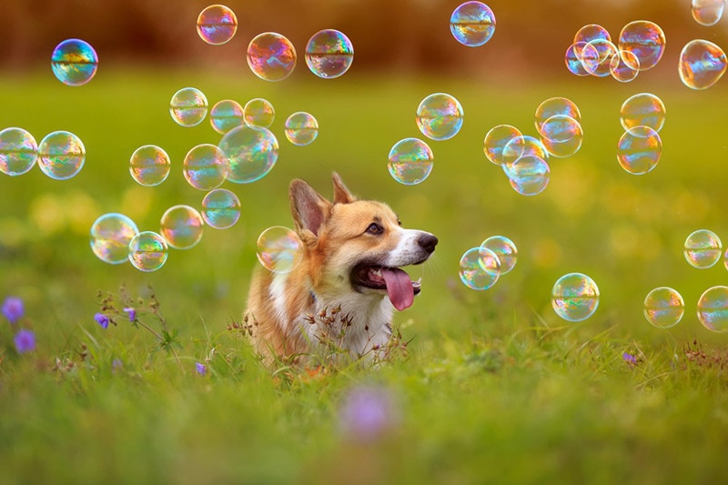 Corgi dog puppy run bubble