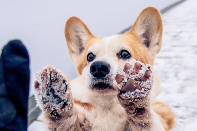 Corgi in the snow with paws up