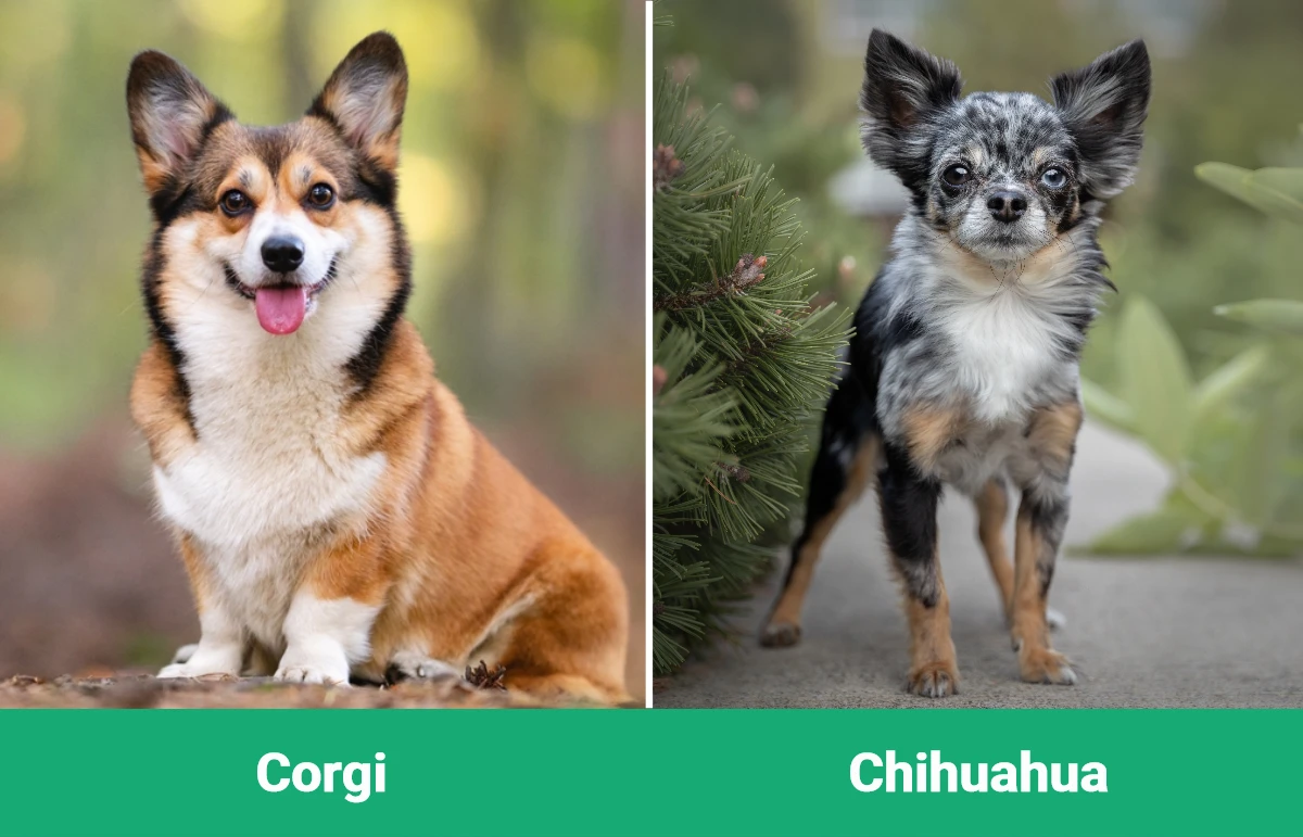 Corgi vs Chihuahua - Visual Differences