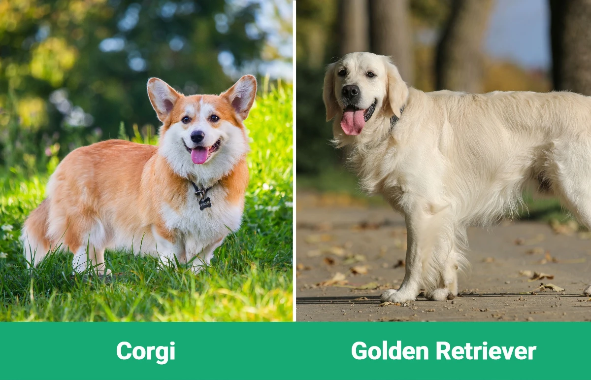 Corgi vs Golden Retriever - Visual Differences