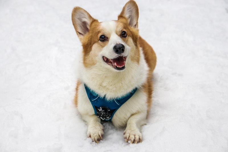 Corgi with harness sitting in the snow