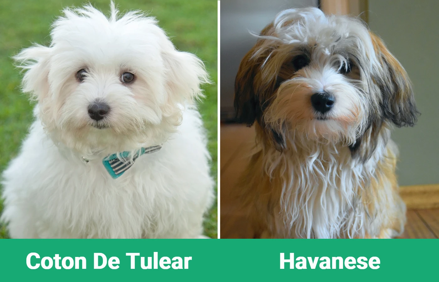 Coton De Tulear vs Havanese - Visual Differences
