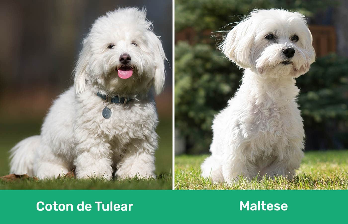 Coton de Tulear vs Maltese side by side