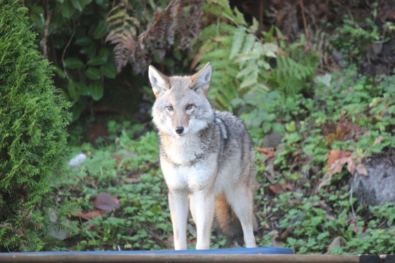 Coyote looking straight at the camera