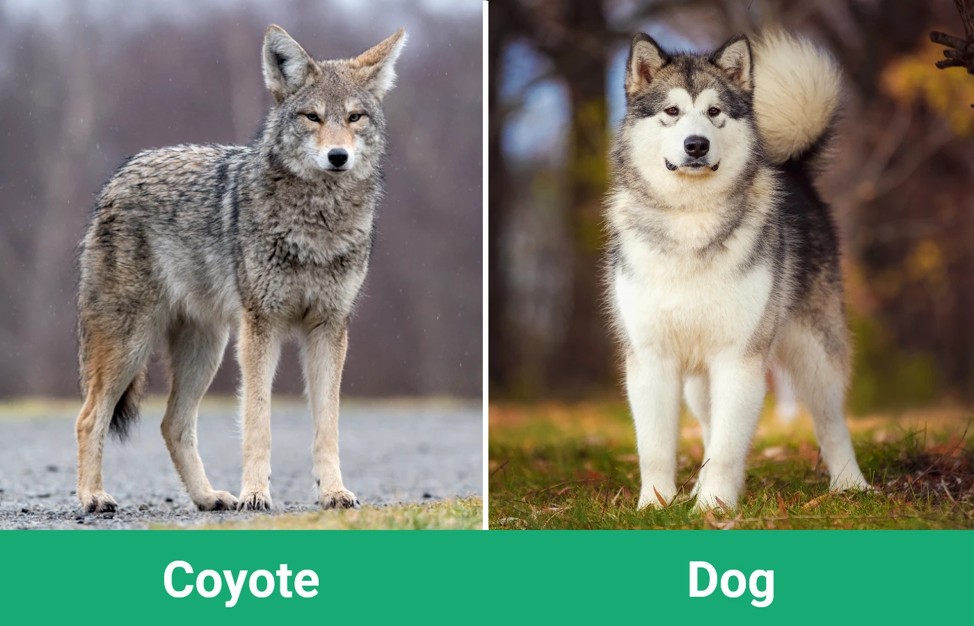 Coyote vs Dog - Visual Differences