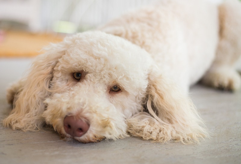 cream labradoodle dog lying on the floor
