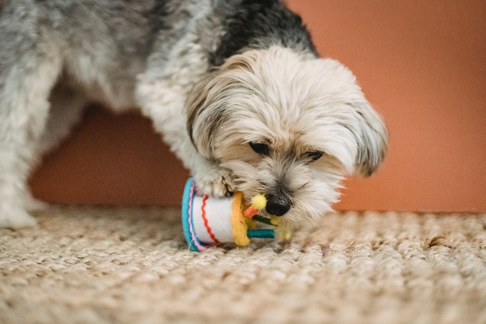 Curious puppy biting toy for Birthday celebration