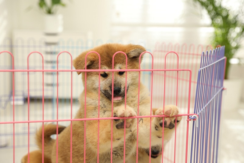 Cute Akita Inu puppy in playpen indoors
