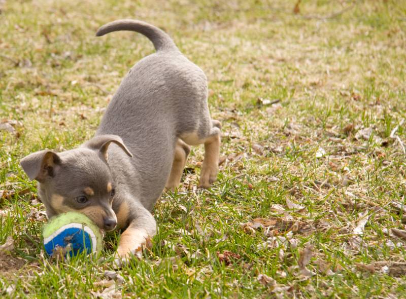 Cute Blue & Tan Chihuahua puppy playing with ball in his mouth