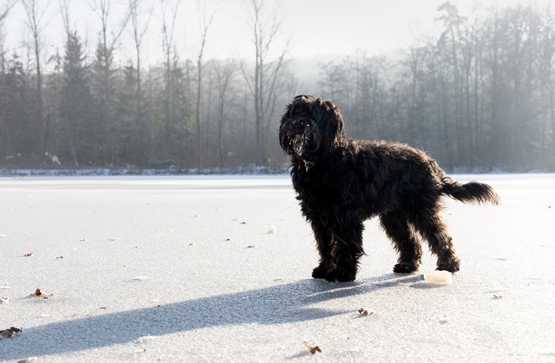Cute black labradoodle dog standing Snow