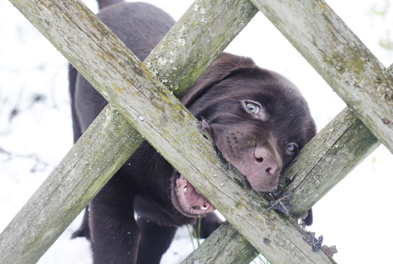 Cute black puppy chewing on wooden fence