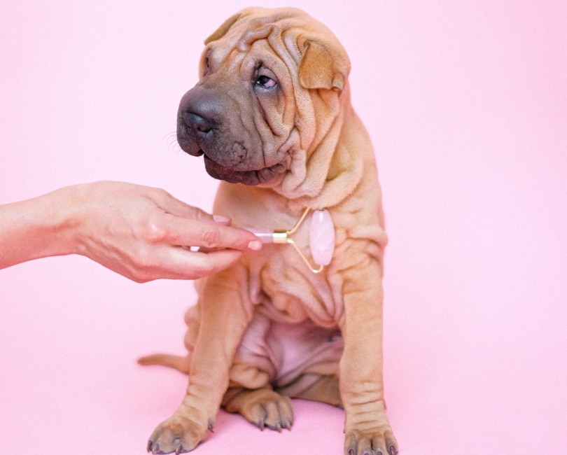 Cute bulldog puppy getting a massage