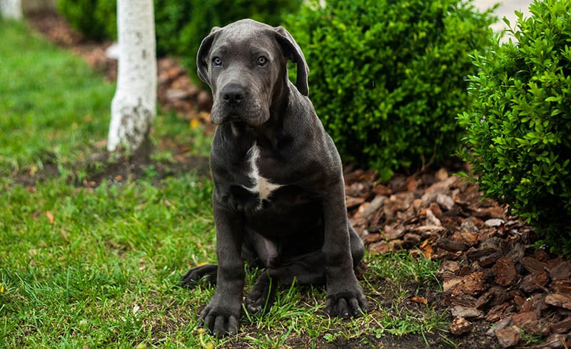 Cute cane corso puppy dog outdoor sitting on the green lawn