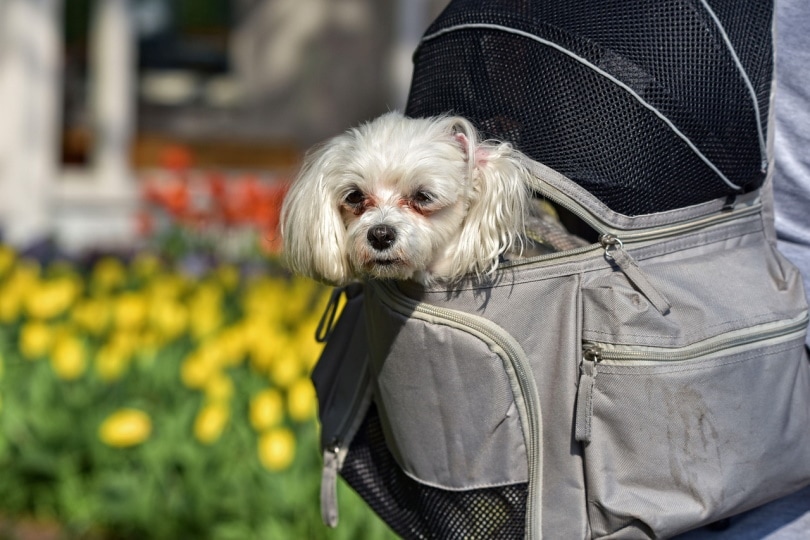 Cute dog in a backpack